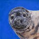James Stevens Seal painting original unique wildlife painting of grey seal animal in hyperrealistic art style with realistic details on blue background