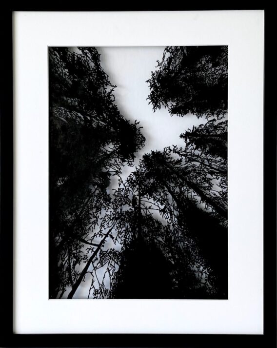 Picea abies framed