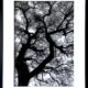 Quercus 1 Olivia Rawnsley framed papercut original artwork of trees in balck and white