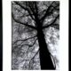 Quercus 3 Olivia Rawnsley framed papercut original of trees