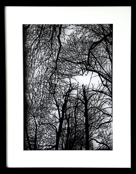 Weald Olivia Rawnsley framed papercut original of trees in black and white