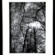 Weald Olivia Rawnsley framed papercut original of trees in black and white