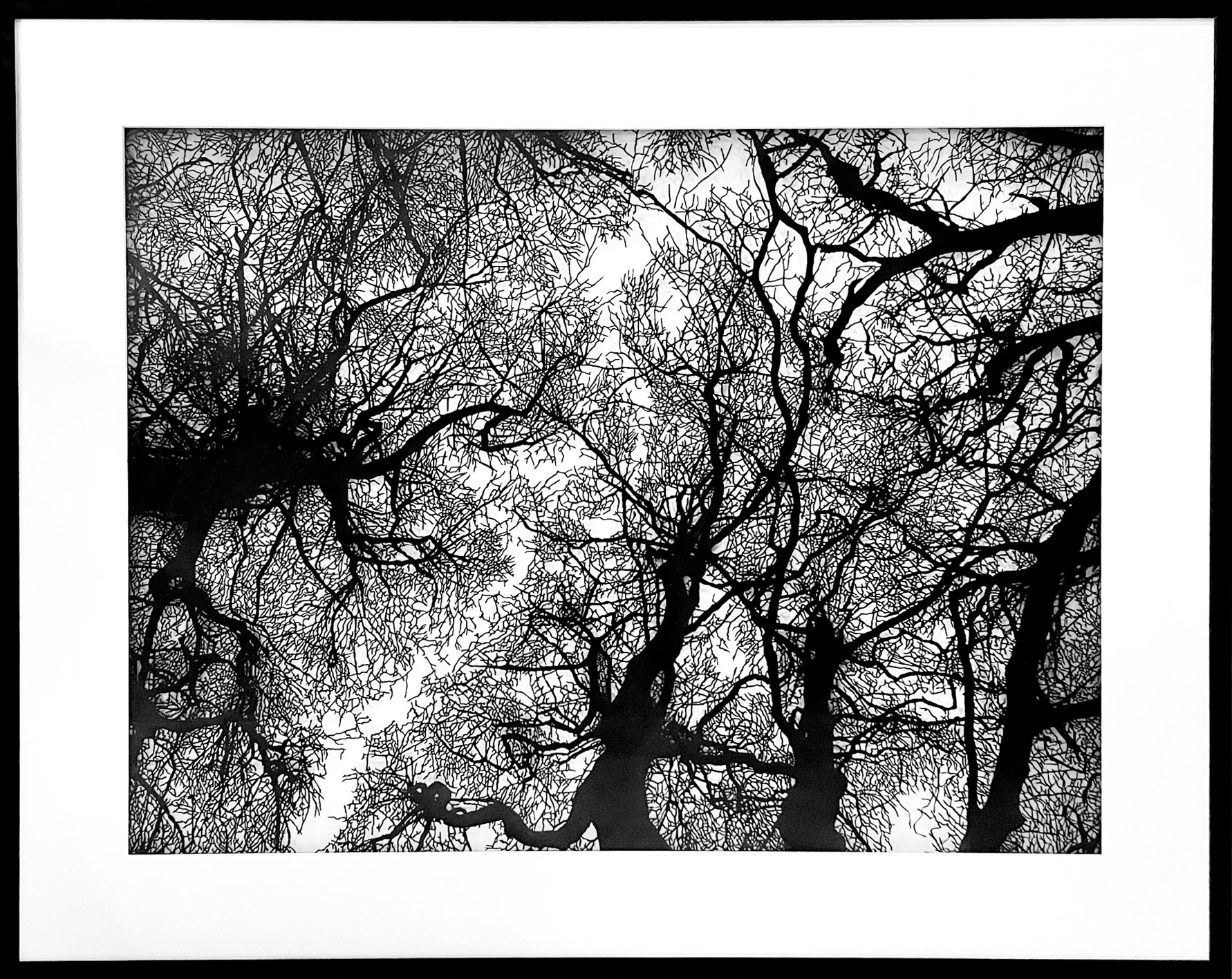 Through the Trees Olivia Rawnsley framed cropped