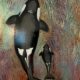 Orcas Paul Fearn