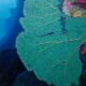 Turquoise Sea Fan Alex hamawi original underwater painting of coral