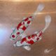 red and white koi pair _ Paul Fearn