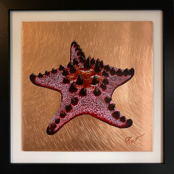 ChocolateChip starfish Paul Fearn Framed