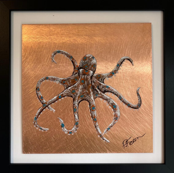 Framed blue ringed Octopus Paul Fearn