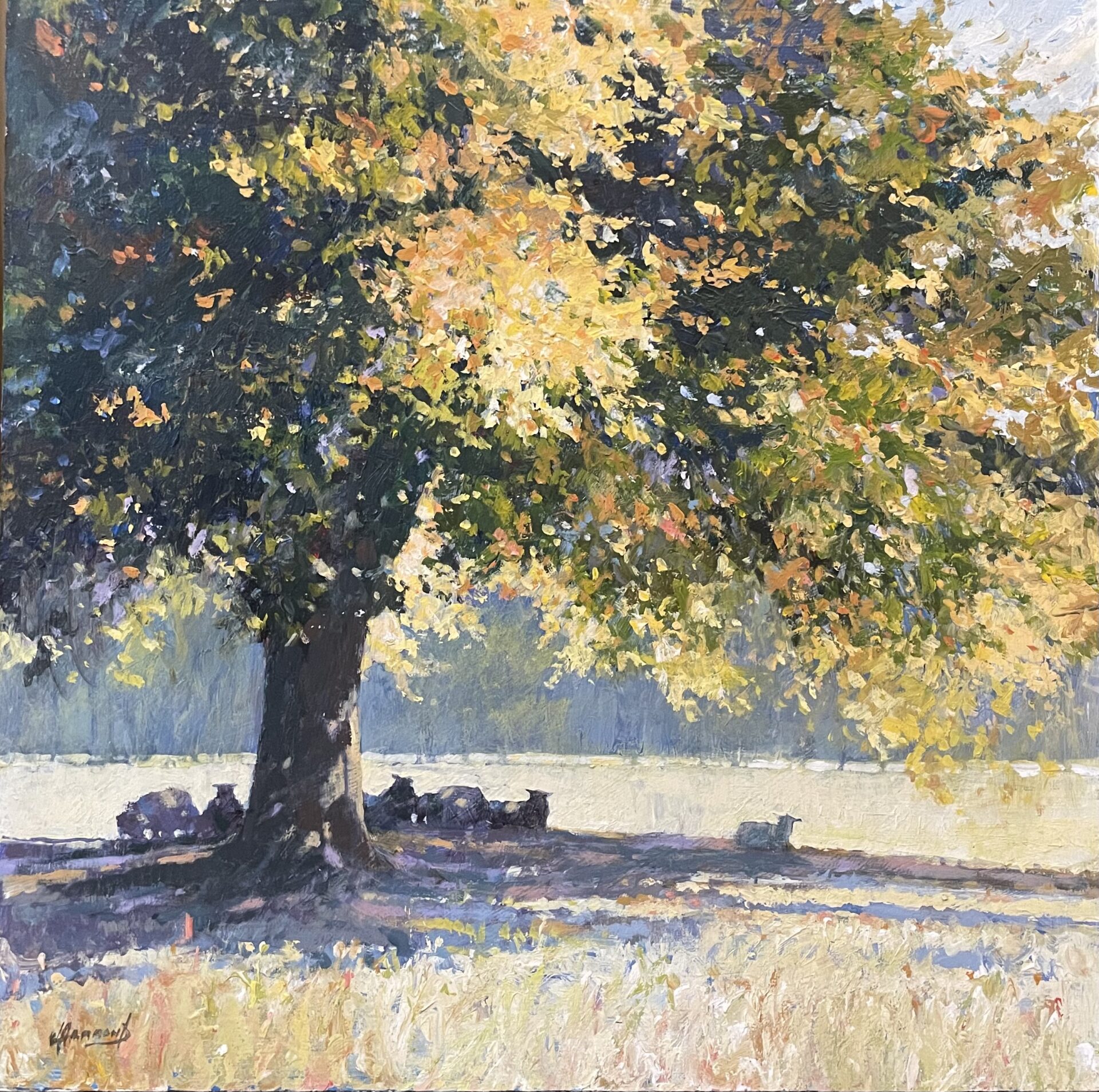 Sunshine and shadows John Hammond