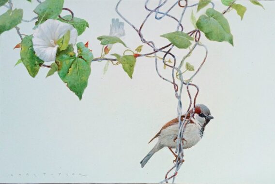 Bellbine and House Sparrow on fence Karl Taylor