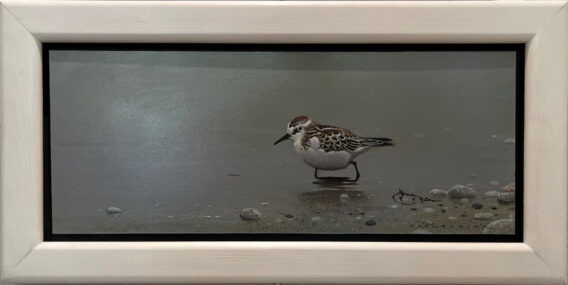 Karl Taylor Little Stint framed