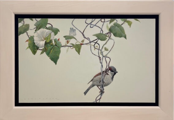 Karl Taylor On a Belcbine Fence (House Sparrow) framed