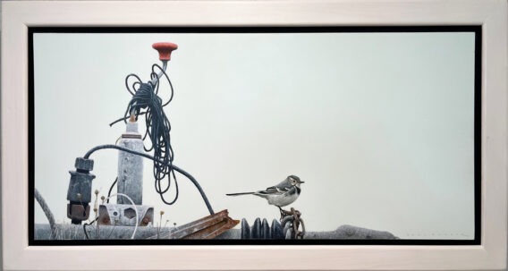 Karl Taylor On the Hitch Pied Wagtail framed