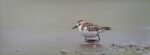 Little Stint Karl Taylor